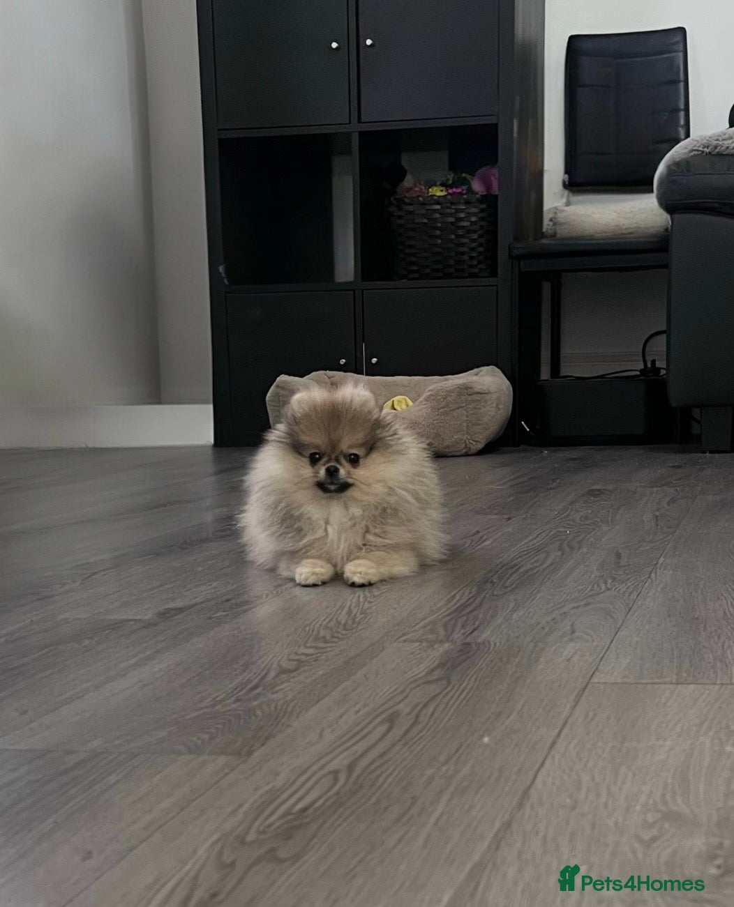 Pomeranian dogs 🩷Tiny Girl🐻Top Quality  - Advert 2