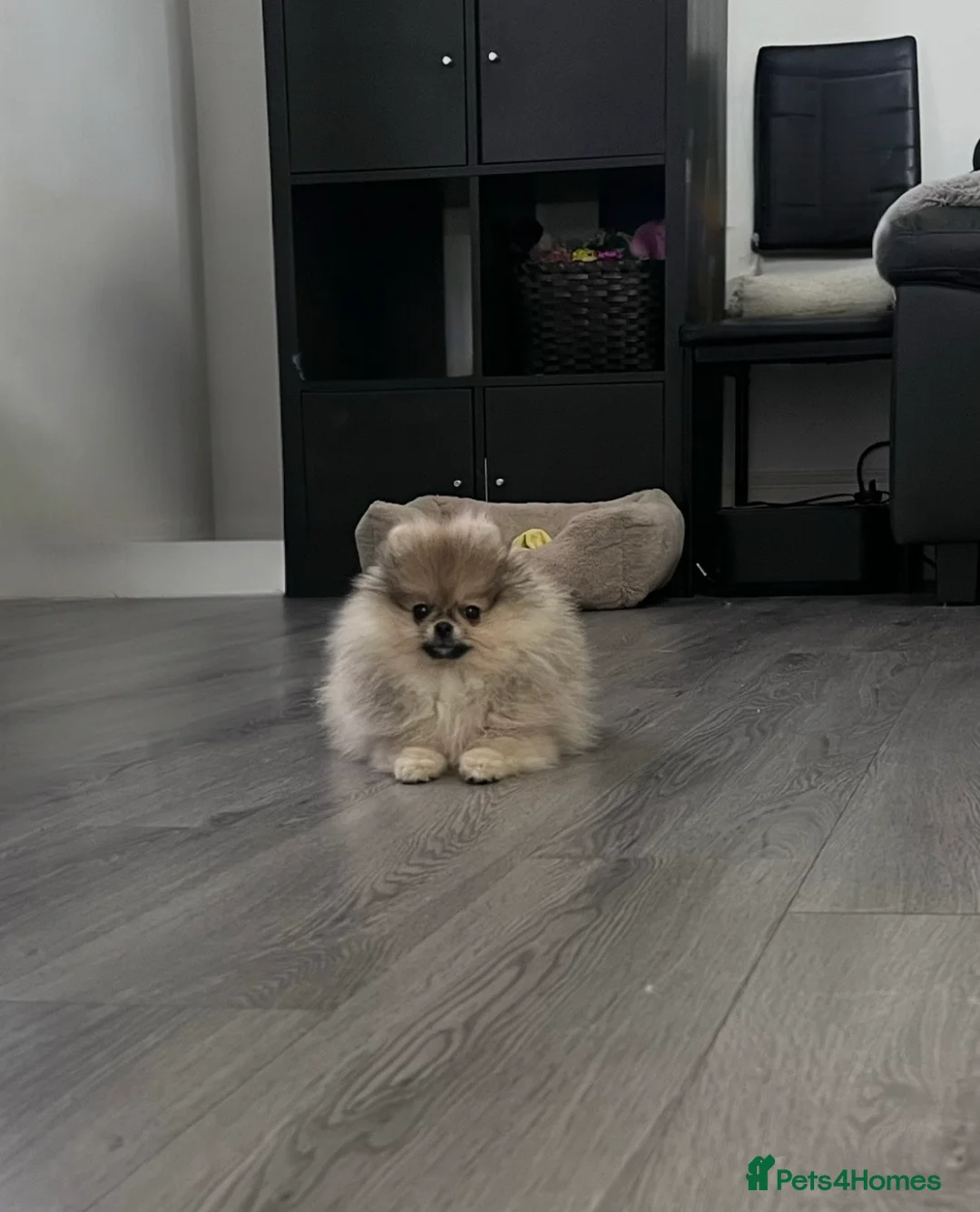 Pomeranian dogs for sale: 🩷Tiny Girl🐻Top Quality  - Advert 1
