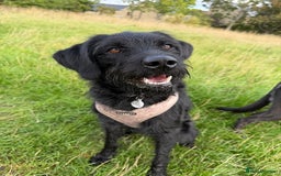 Labradoodle dogs for sale: Bonnie - Labradoodle - Advert 3