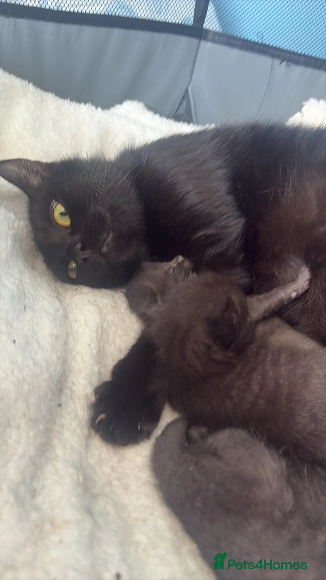 British Shorthair cats for sale: Mixed British Short Hair Kitten  in Wisbech - Advert 2