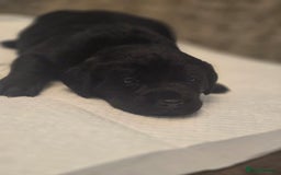 Labrador Retriever dogs for sale: Gorgeous Labrador Puppies – Ready December! - Image 13