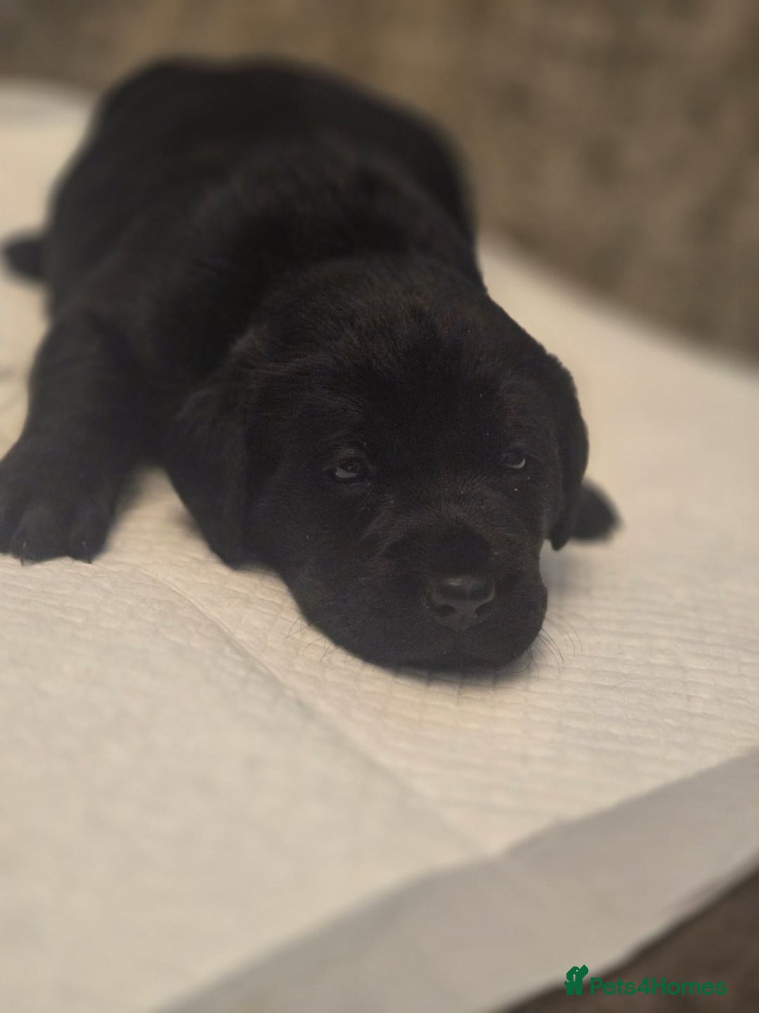 Labrador Retriever dogs for sale: Gorgeous Labrador Puppies – Ready December! - Image 13