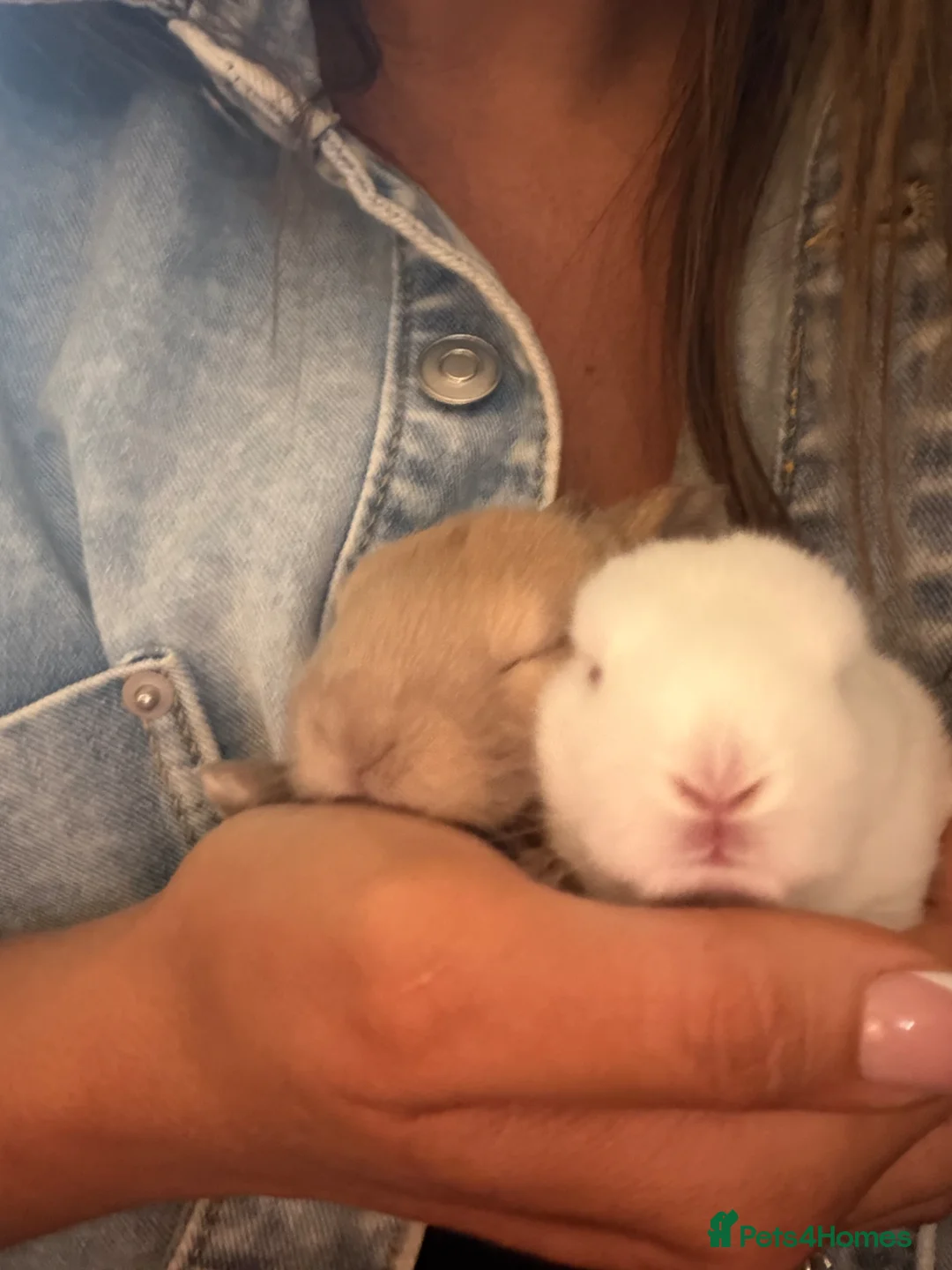 Angora rabbits for sale: Full Face English angoras avail to reserve - Advert 2