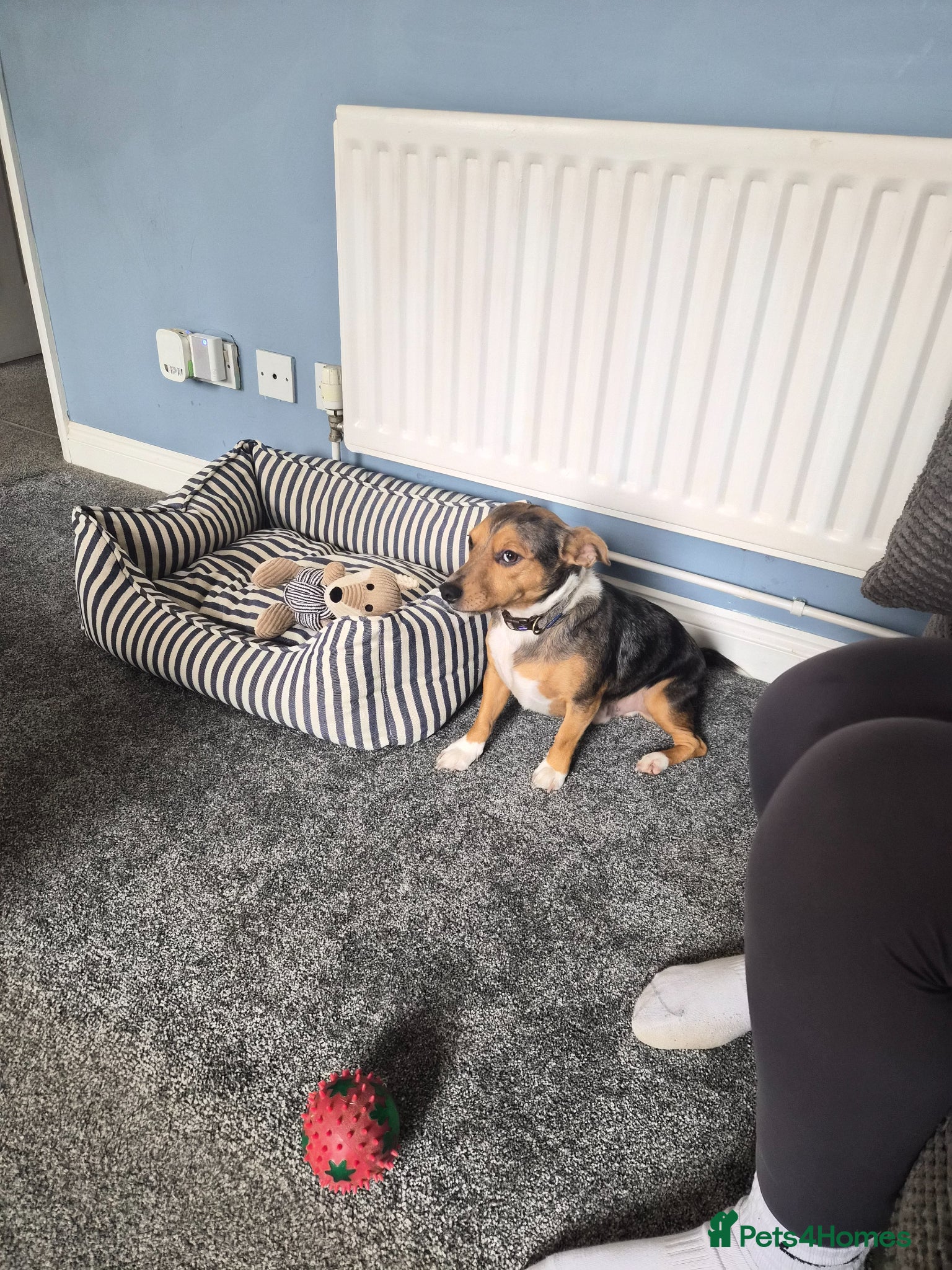 Jack Russell dogs Free to loving home - Advert 2