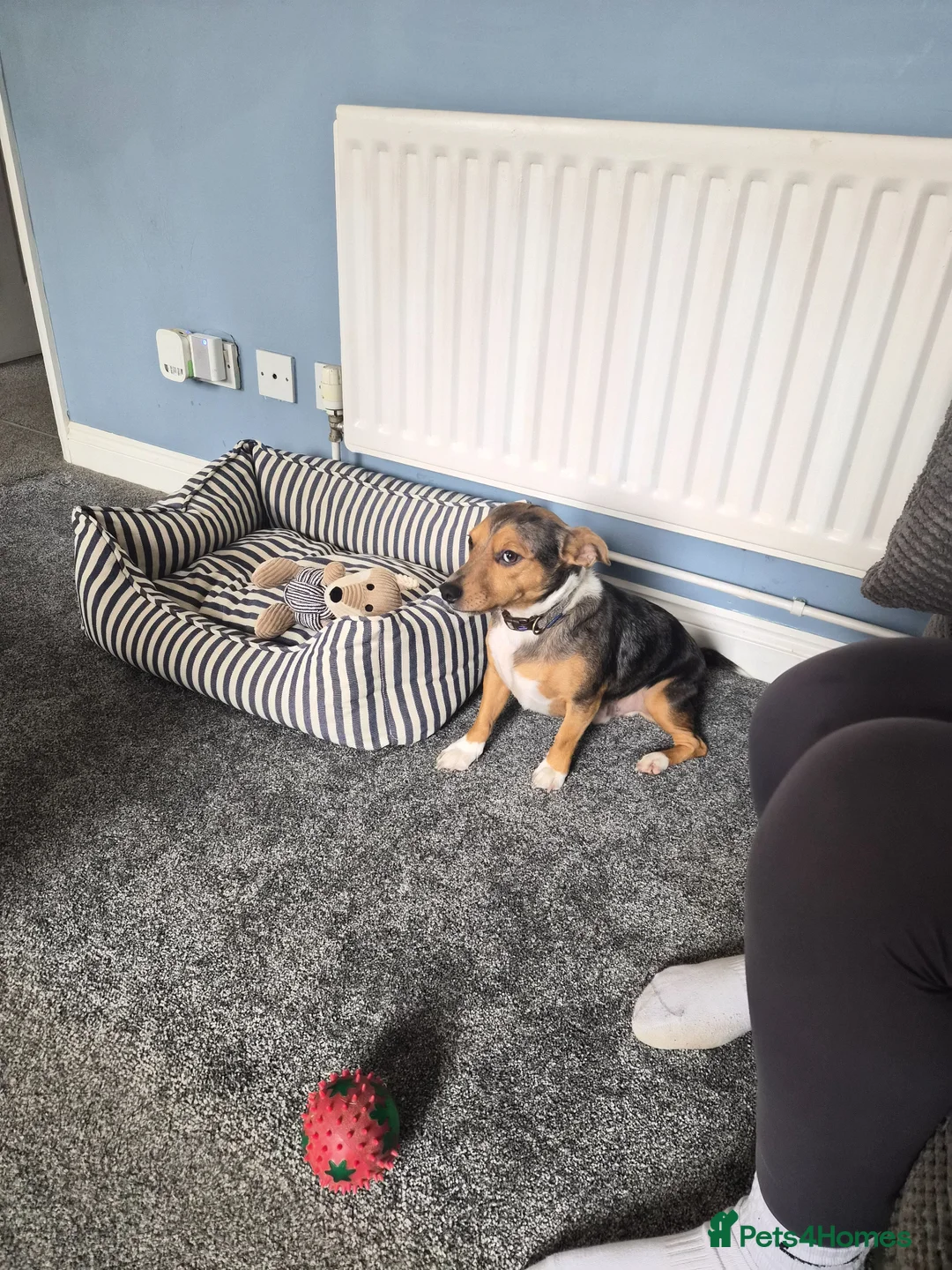 Jack Russell dogs for sale: Free to loving home in Hailsham - Advert 1