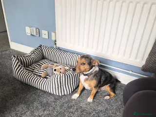 Jack Russell dogs Free to loving home - Advert 2