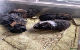 Guinea Pig rodents for sale: Male guinea pigs  - Image 4