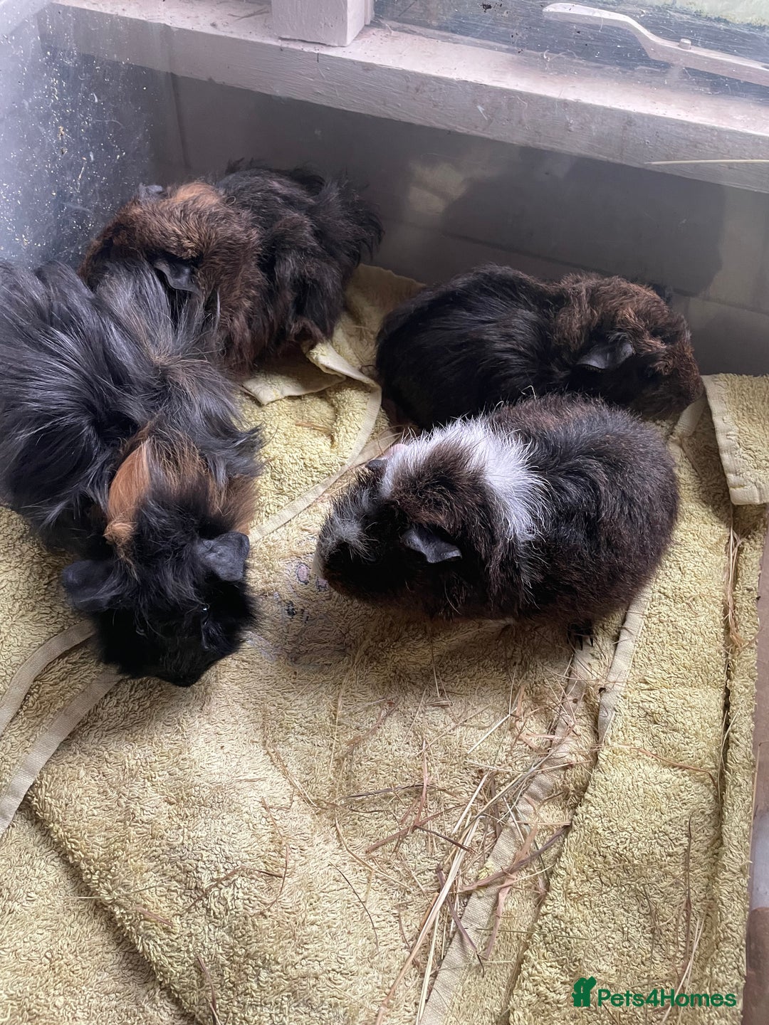 Guinea Pig rodents for sale: Male guinea pigs  - Image 4