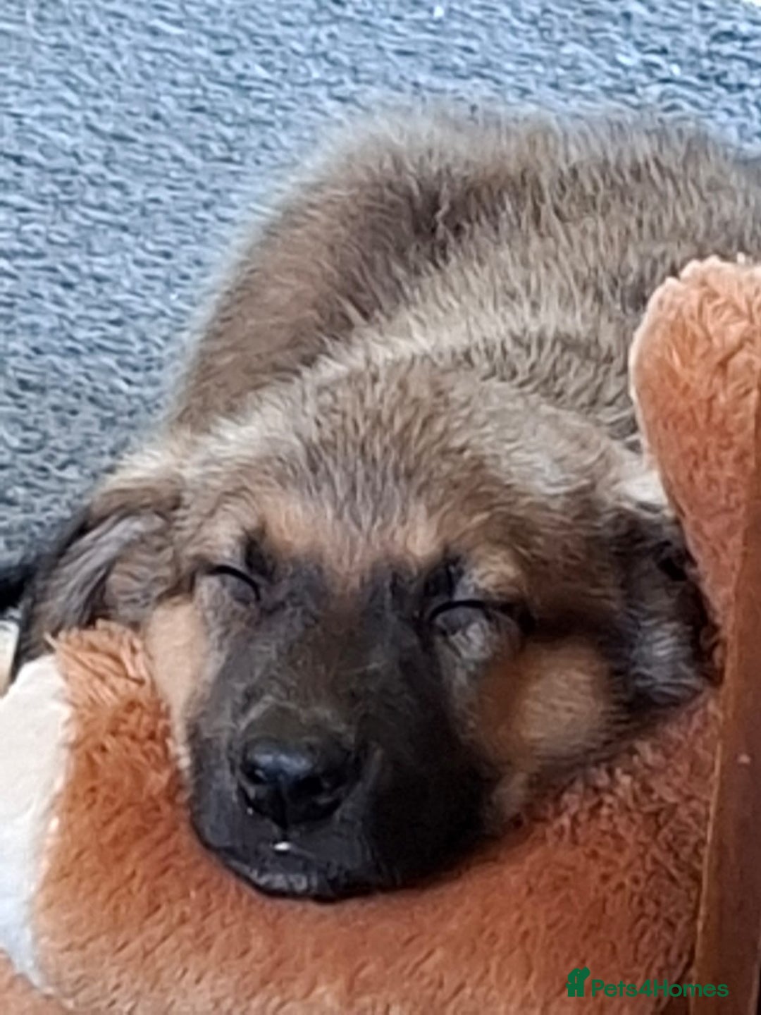 Mixed Breed dogs for sale: Belgian malinois x Rottweiler pups  - Image 6
