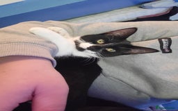 Mixed Breed cats for sale: 2 female kittens  - Image 4