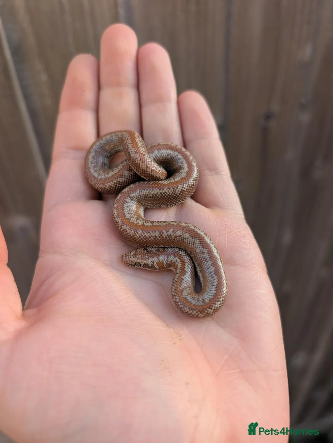 Boa Snake reptiles for sale: Rosy boa, az mt kingsnake, albino Chinese beauty  - Advert 1