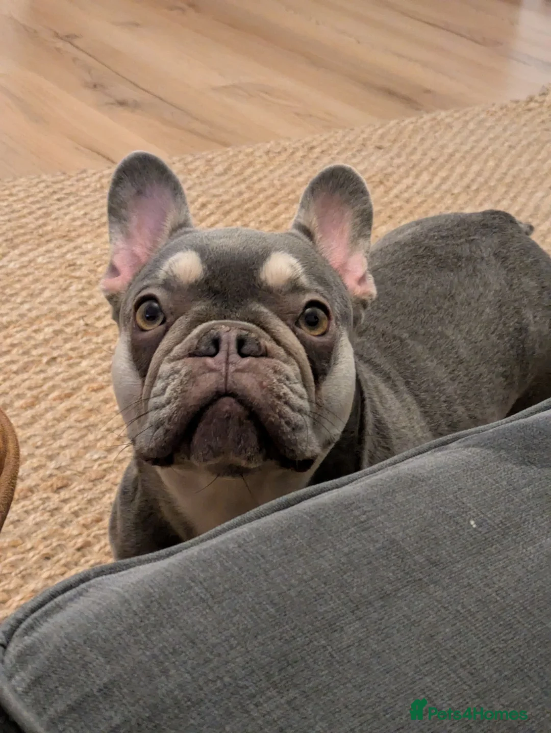 French Bulldog dogs for sale: 5 year old lilac french bulldog  in Tilbury - Advert 12