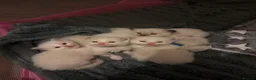 Ragdoll cats for sale: Pure ragdoll kittens  - Advert 16