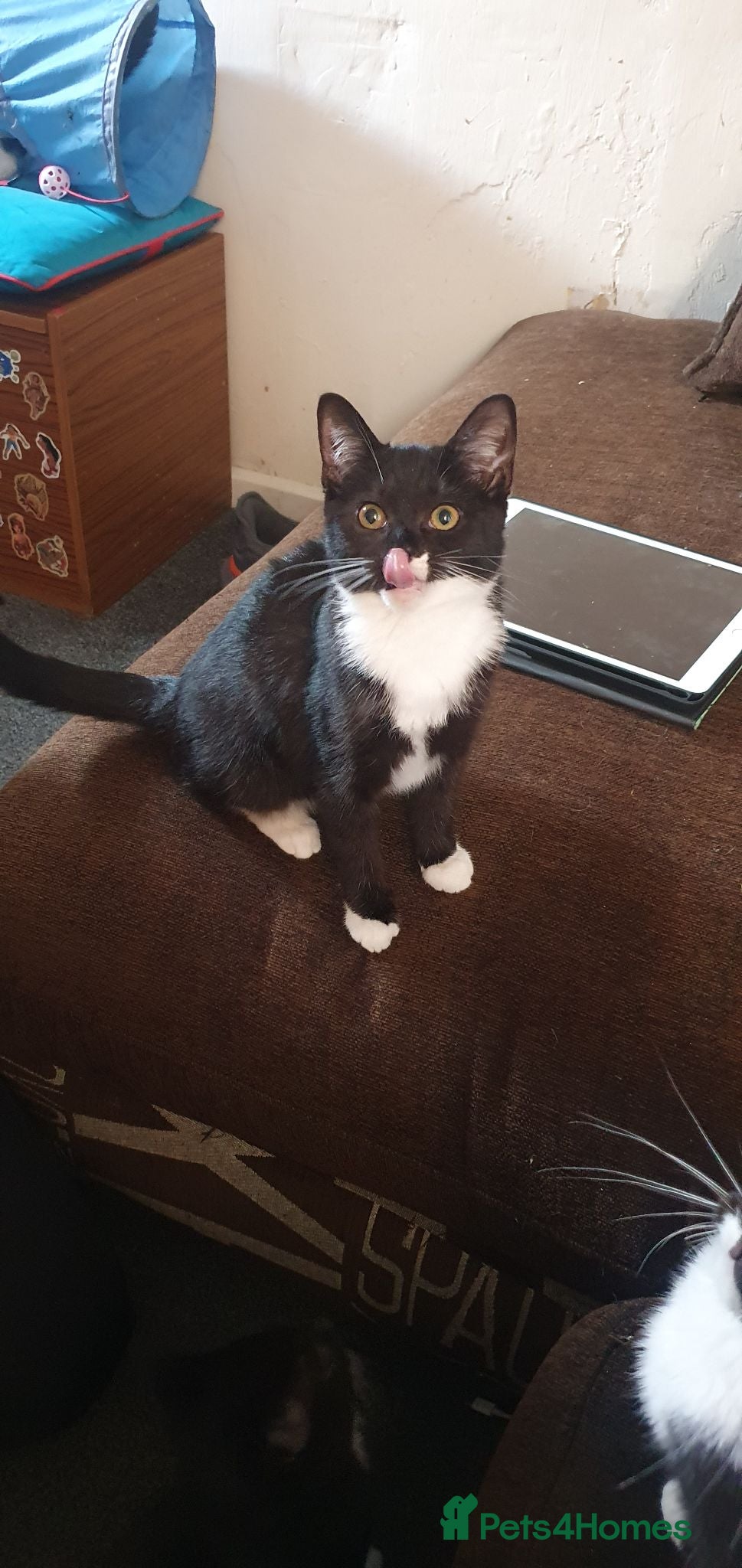 Mixed Breed cats 4 kittens ready for new home  - Advert 6