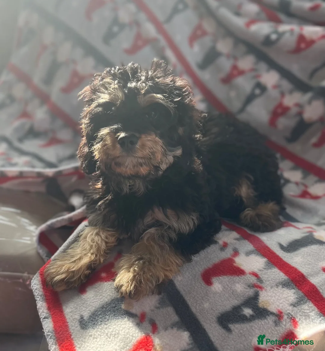 Cavapoo dogs for sale: 2 gorgeous F1 Cavapoo Puppies - Advert 2