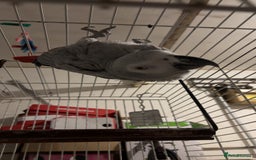 Parrots birds for sale: African gray male  - Image 2