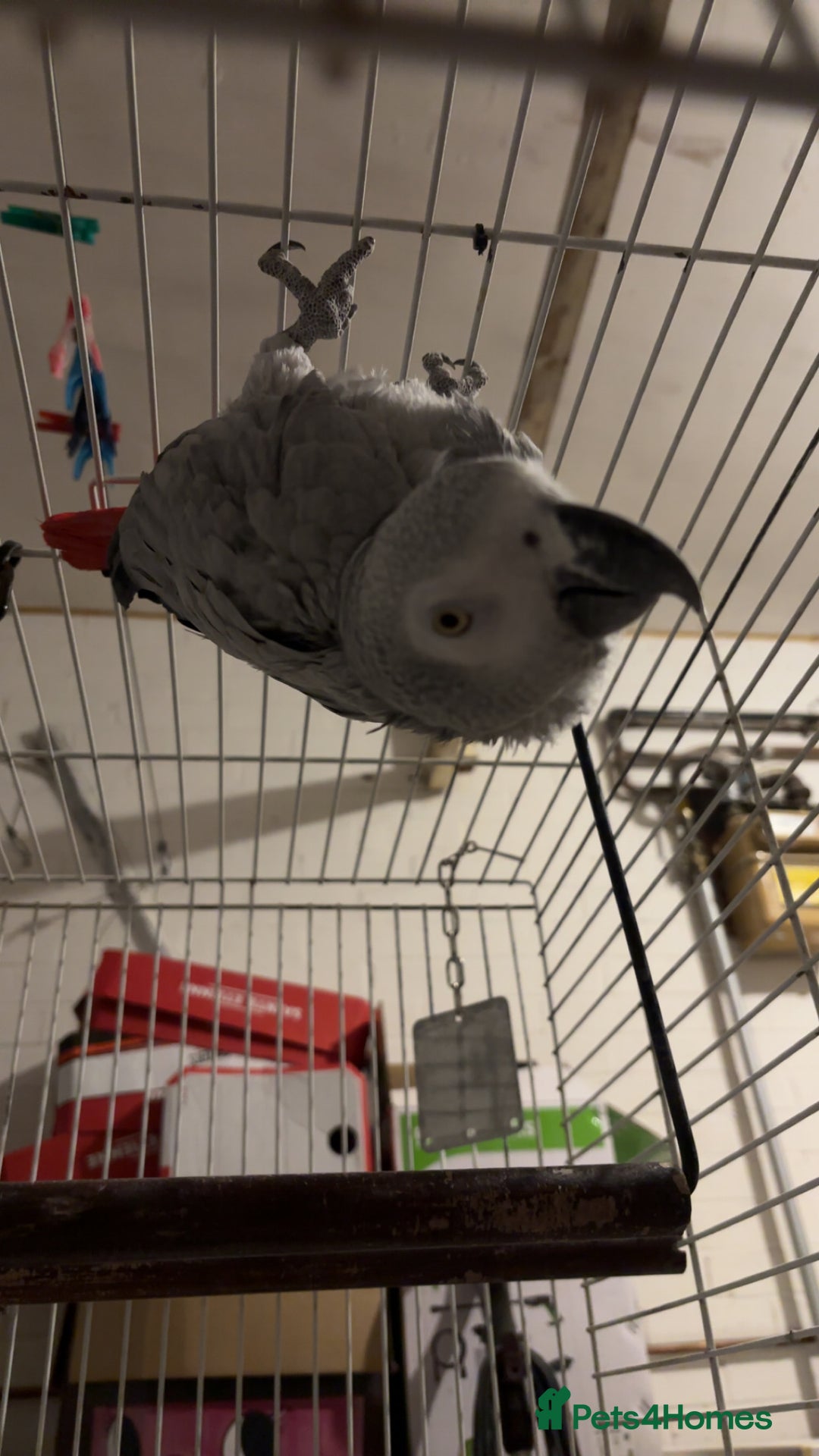 Parrots birds for sale: African gray male  - Image 2