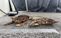 American Bobtail cats for sale: American bobtail / tortoise shell - Image 8