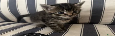 Mixed Breed 3 grey tabby
