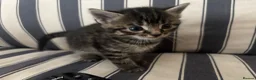 Mixed Breed cats for sale: Tabby kittens - Advert 6