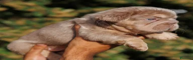 French Bulldog 2