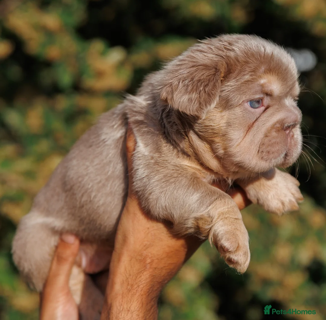 French Bulldog dogs for sale: FLUFFY FRENCH BULLDOGS PANDA NEW SHADE ISABELLA - Advert 8