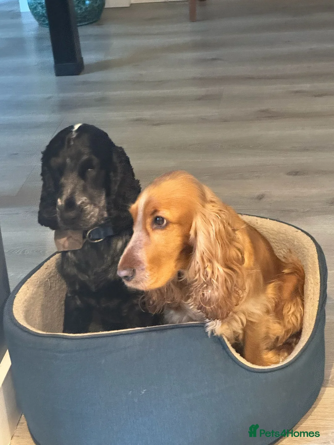 Cocker Spaniel dogs for sale: Gorgeous KC/Full Health Cocker Spaniel show type - Advert 2