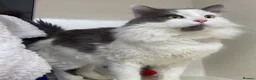 Mixed Breed cats for adoption: Floofy Boy Waiting for His Best Life - Advert 2