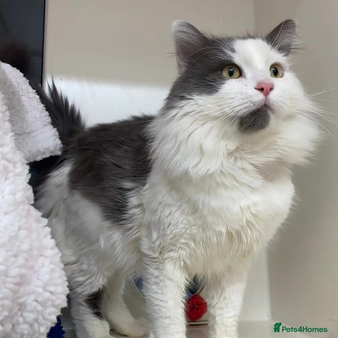 Mixed Breed cats for adoption: Floofy Boy Waiting for His Best Life - Advert 2