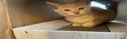 British Shorthair cats for sale: Beautiful biscoff kitty  in Wigan - Advert 2