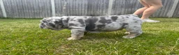 English Bulldog dogs for sale: Top Quality English Bulldog Pups Not Your Usual  in Colchester - Advert 33