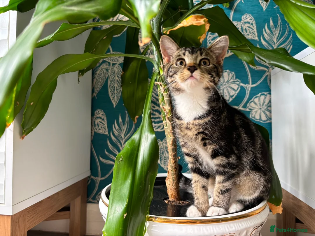 Mixed Breed cats for sale: Gorgeous little boy  in Manchester - Advert 4