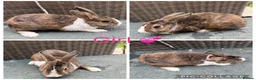 Mini Lop rabbits for sale: Gorgeous Mini Lops looking for new laps & cuddles  - Advert 18