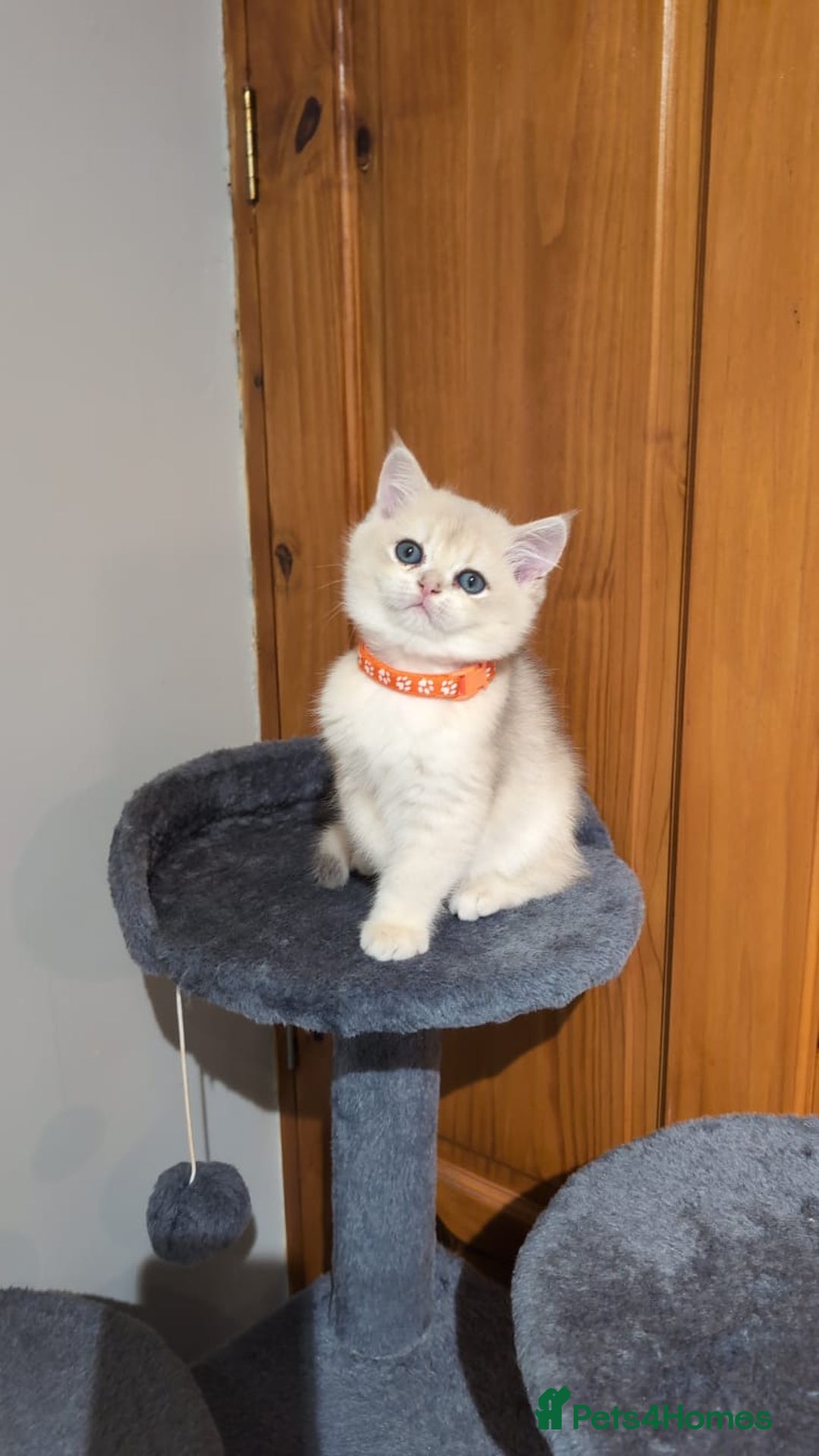 British Shorthair cats for sale: One lovely girl and three handsome boys  - Image 32