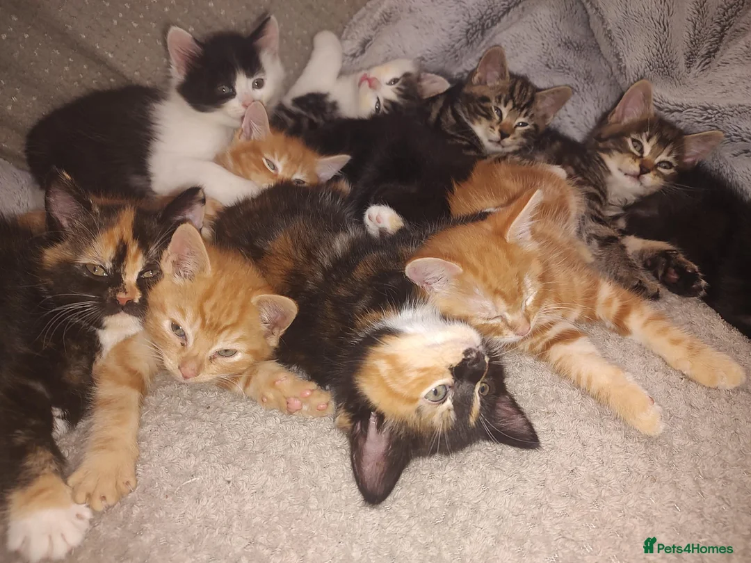 Mixed Breed cats for sale: Beautiful 2 litters of kittens available - Advert 2