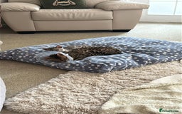 Bengal cats for sale: Bengal kitten for rehoming  - Image 6