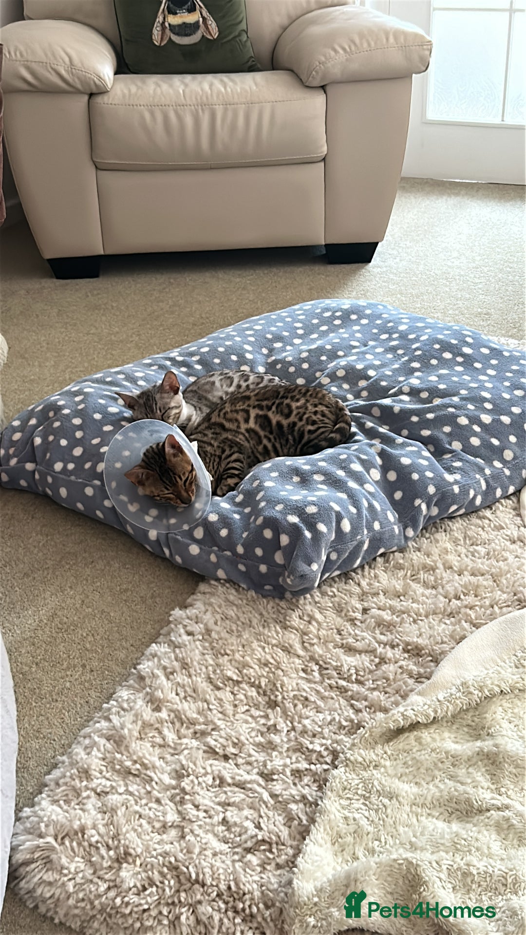 Bengal cats for sale: Bengal kitten for rehoming  - Image 6