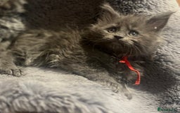 Maine Coon cats for sale: STUNNING MAINE COON KITTENS BLUE SMOKE (tica reg ) - Image 13