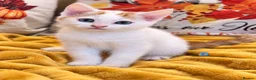 Mixed Breed cats for sale: 🐾 6 Adorable & Playful Kittens - 1 Girl & 5 Boys - Advert 29