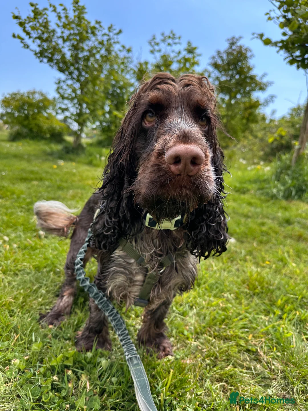 Cocker Spaniel dogs for sale: KC Show Cocker imported from Italy - Advert 2