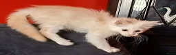 Maine Coon cats for sale: Pedigree Maine Coon Kittens in Manchester  - Advert 19