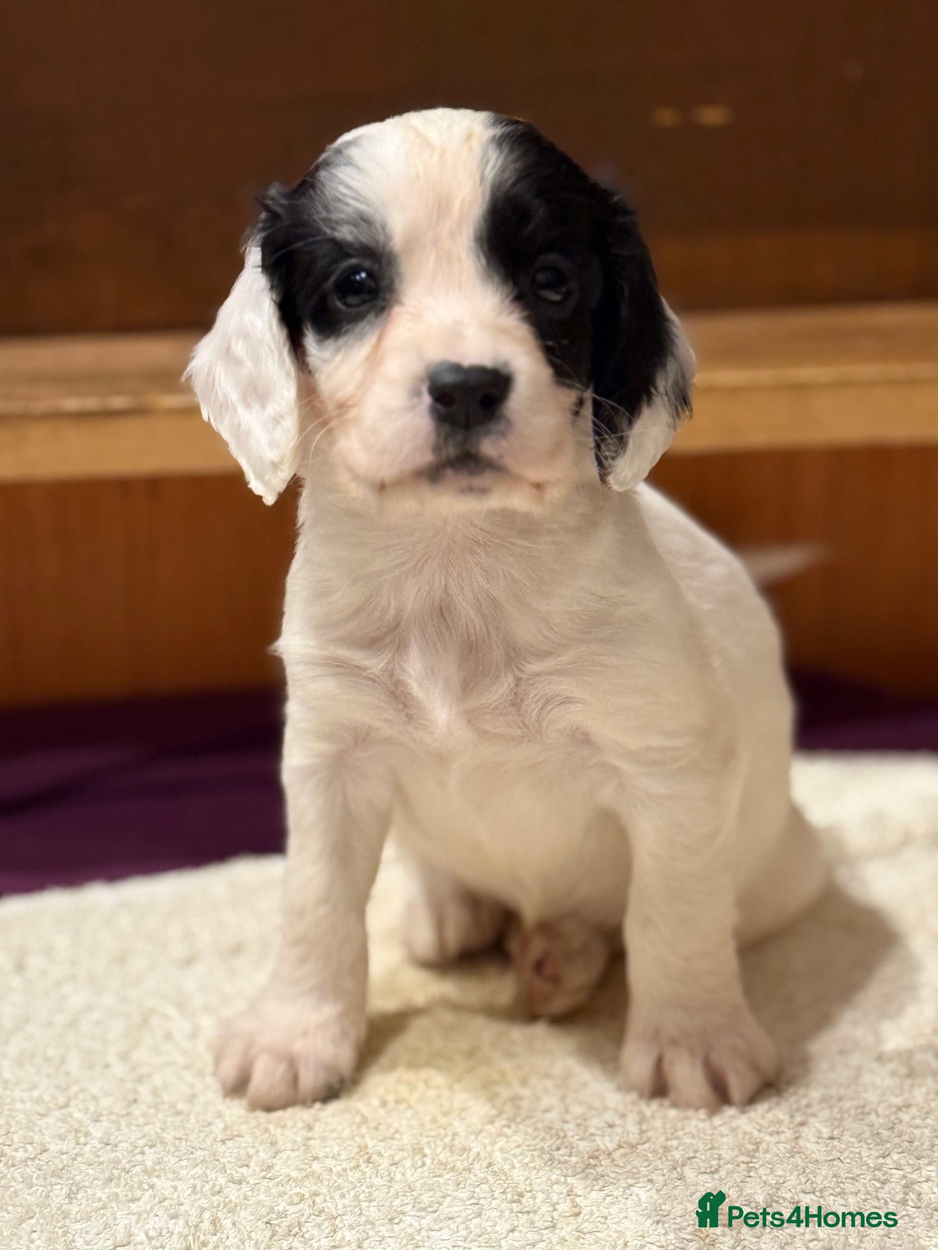 Sprocker dogs Stunning sprocker pups 💕🐶 - Advert 11