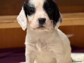 Sprocker dogs Stunning sprocker pups 💕🐶 - Advert 18