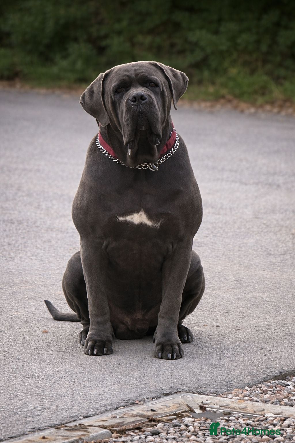 Cane Corso dogs Cane Corso Puppies | Elite Bloodline | 86kg Sire - Advert 1