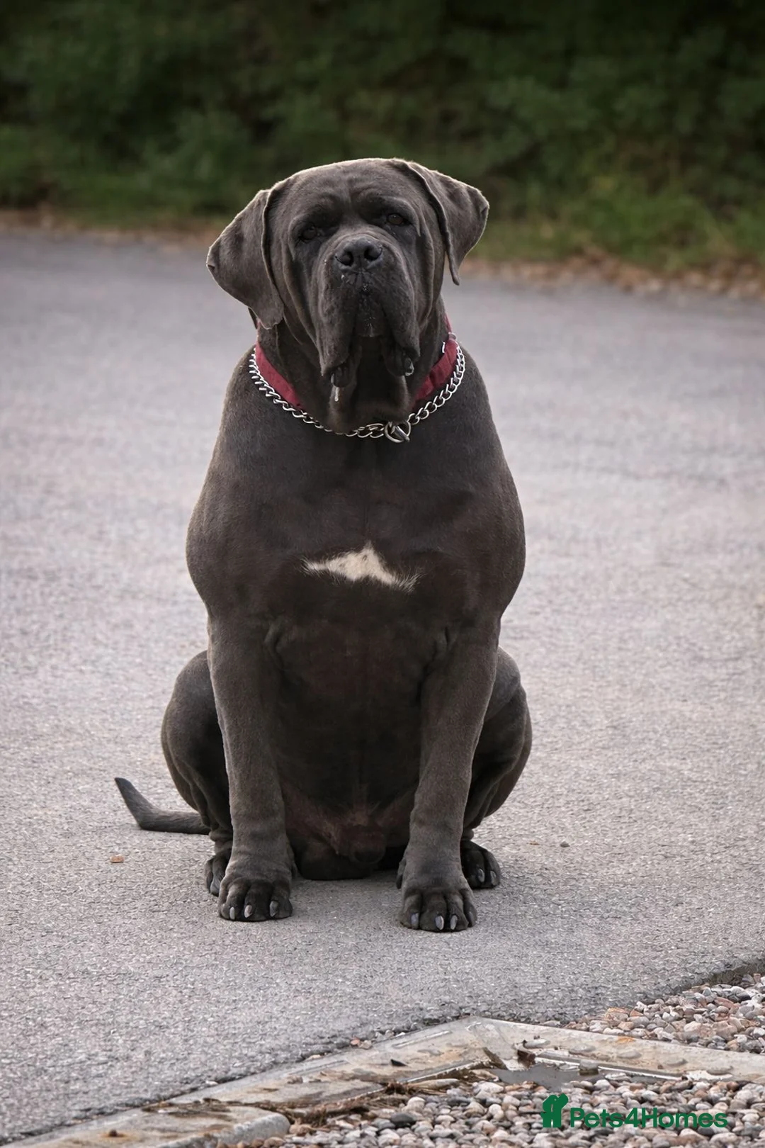 Cane Corso dogs for sale: Cane Corso Puppies | Elite Bloodline | 86kg Sire - Advert 1