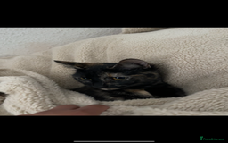 British Shorthair cats for sale: Female British Shorthair  - Image 1