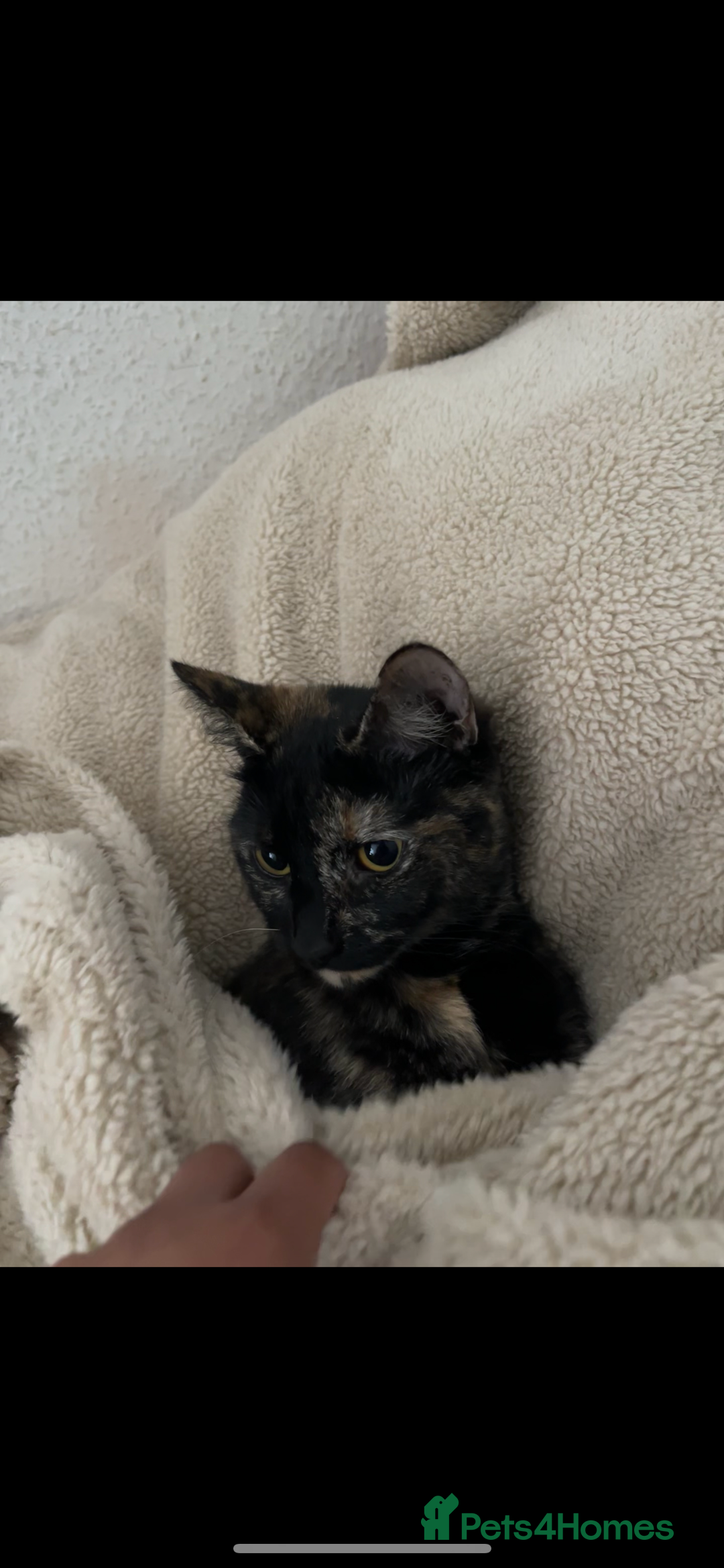 British Shorthair cats for sale: Female British Shorthair  - Image 1