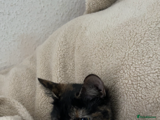 British Shorthair cats - Advert 6