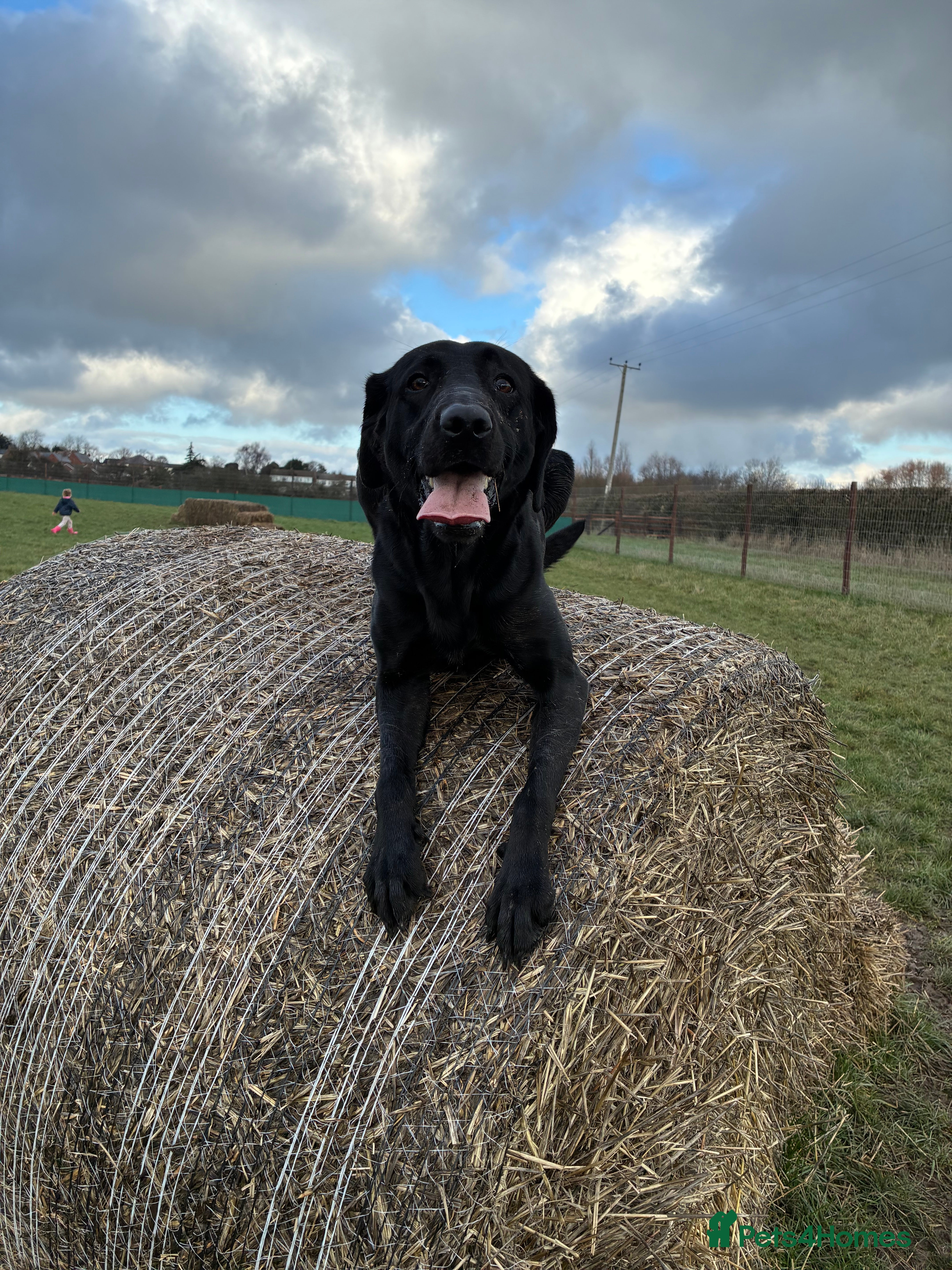 Labrador Retriever dogs Beautiful black lab for rehoming - Advert 1