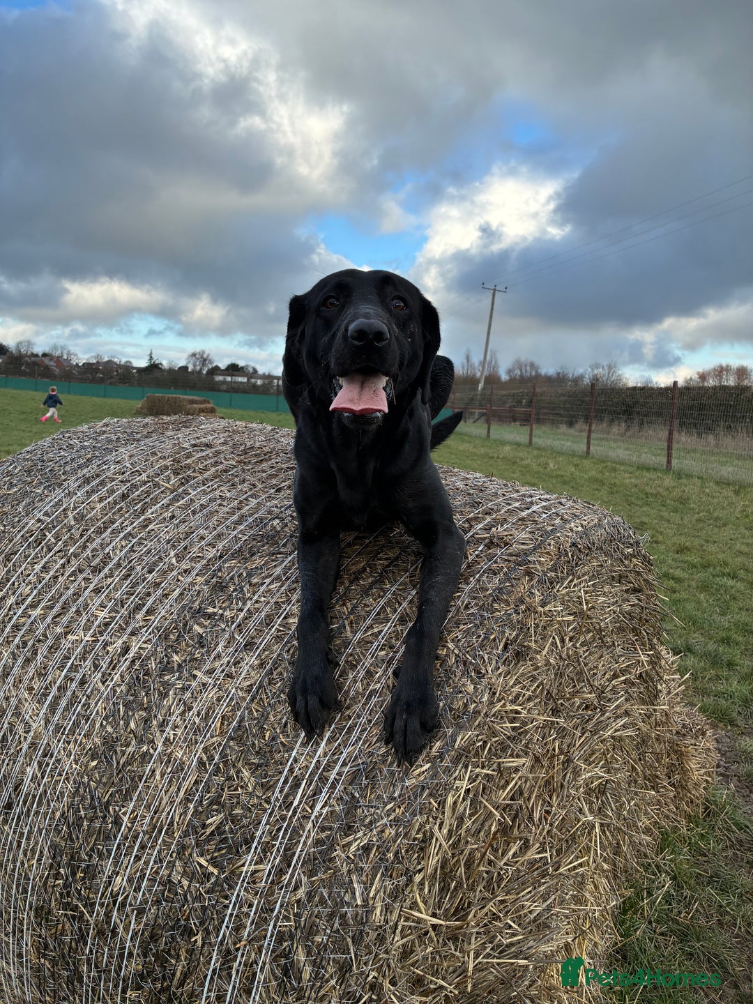 Labrador Retriever dogs for sale: Beautiful black lab for rehoming - Advert 1